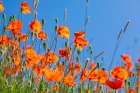 USA-Idaho-Genesee Red Orange poppies Art Print